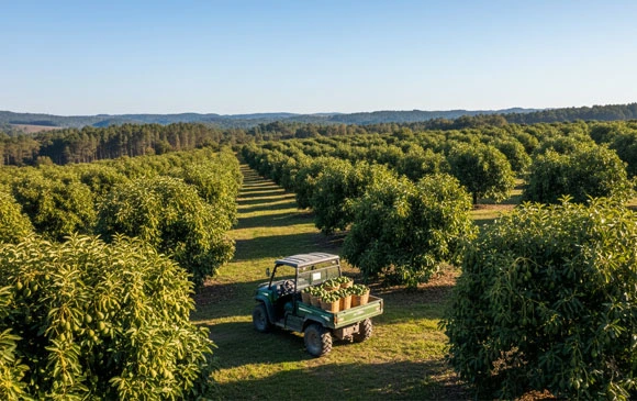 ZIM & Mission Produce Peru: A Cold Chain Journey